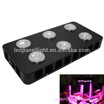 Spider 6 COB LED grow light 540W compare with HID power bloom plus mimics the noon day sun